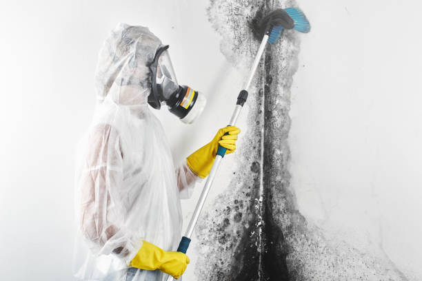 Best Mold Damage Restoration  in Woodall, OK